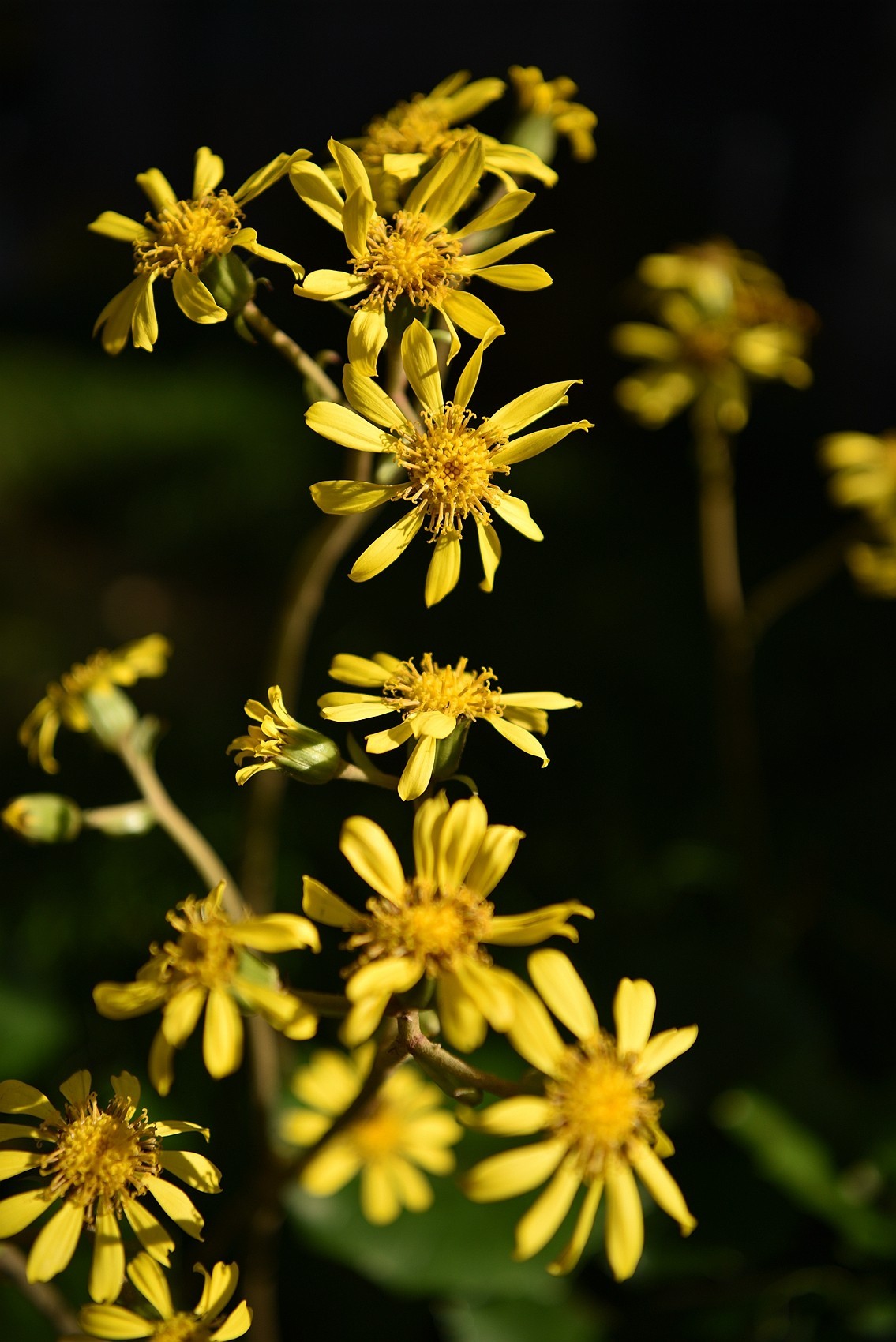 深秋之际：叶黄枫红，习拍咏颂