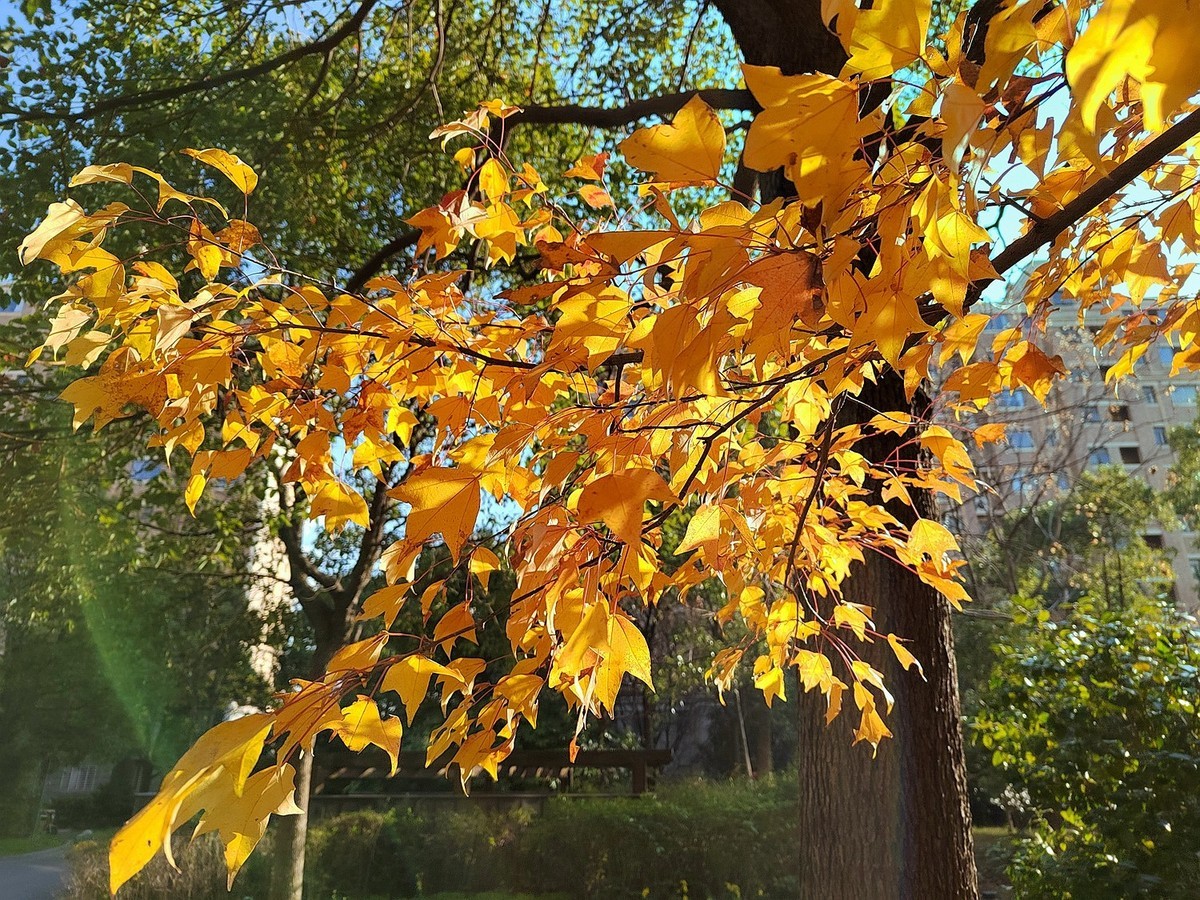 深秋之际：叶黄枫红，习拍咏颂
