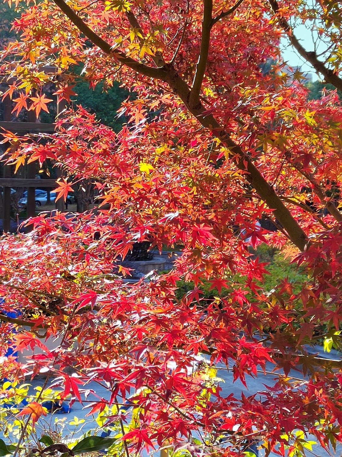 深秋之际：叶黄枫红，习拍咏颂