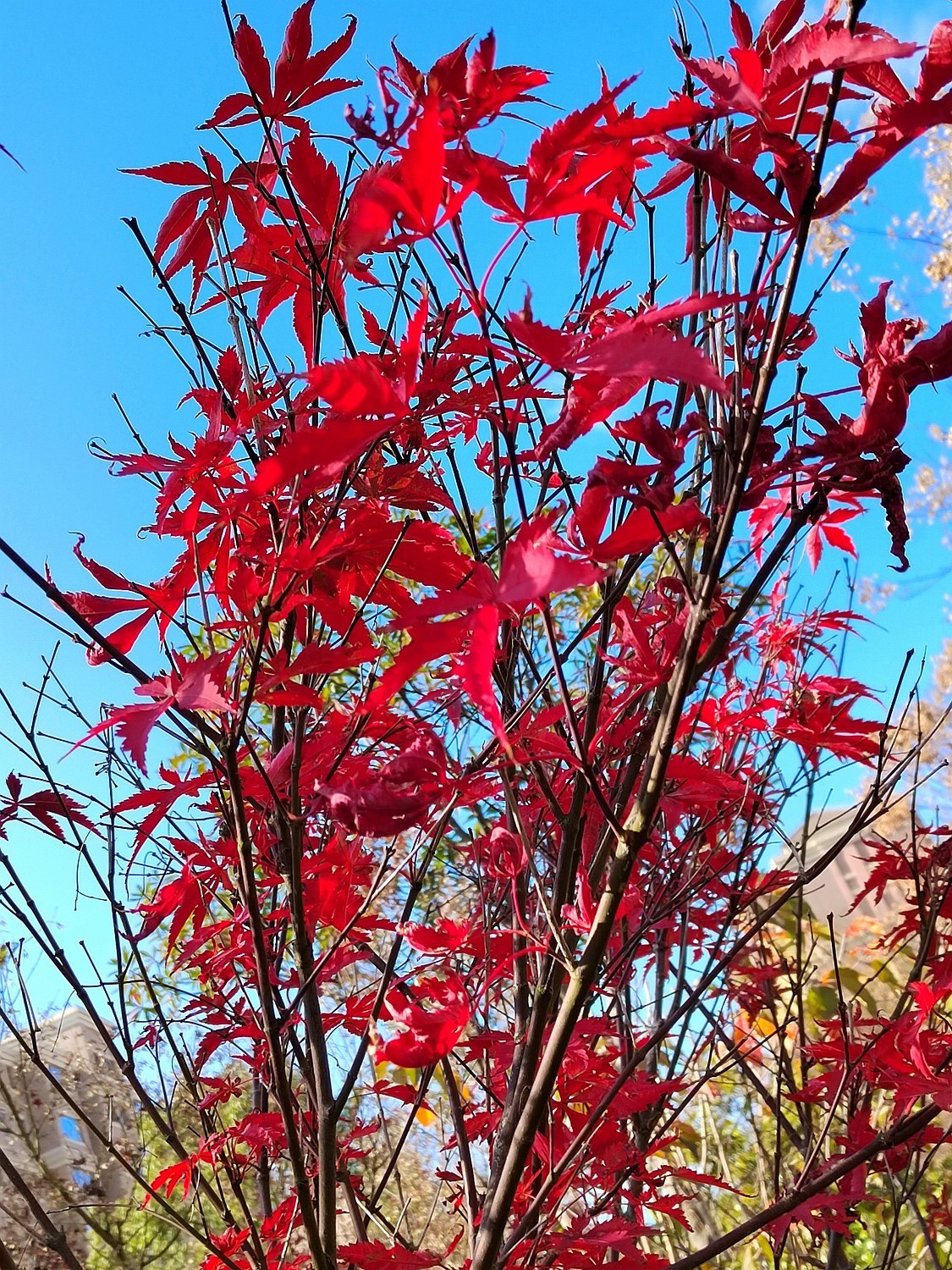 深秋之际：叶黄枫红，习拍咏颂