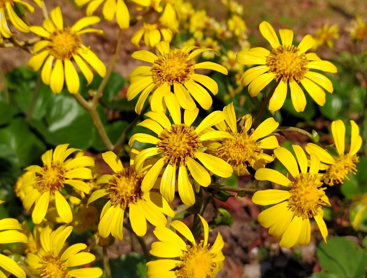 深秋之际：叶黄枫红，习拍咏颂