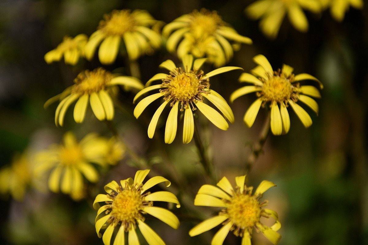深秋之际：叶黄枫红，习拍咏颂