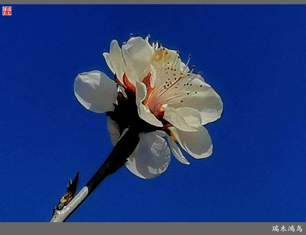 【2022之花季】13.妩媚的杏花拥抱春天的畅想