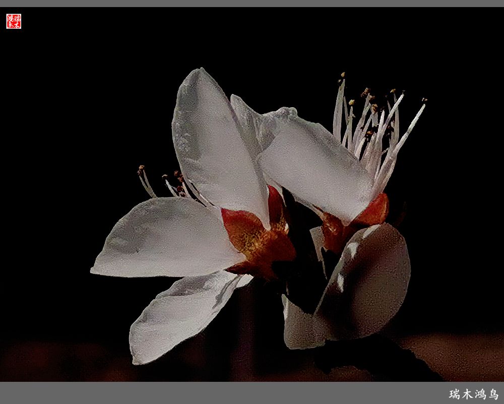 【2022之花季】13.妩媚的杏花拥抱春天的畅想