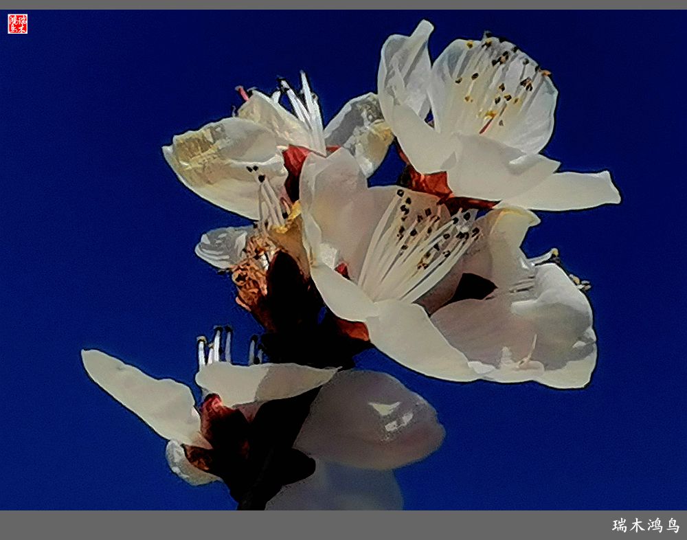 【2022之花季】13.妩媚的杏花拥抱春天的畅想