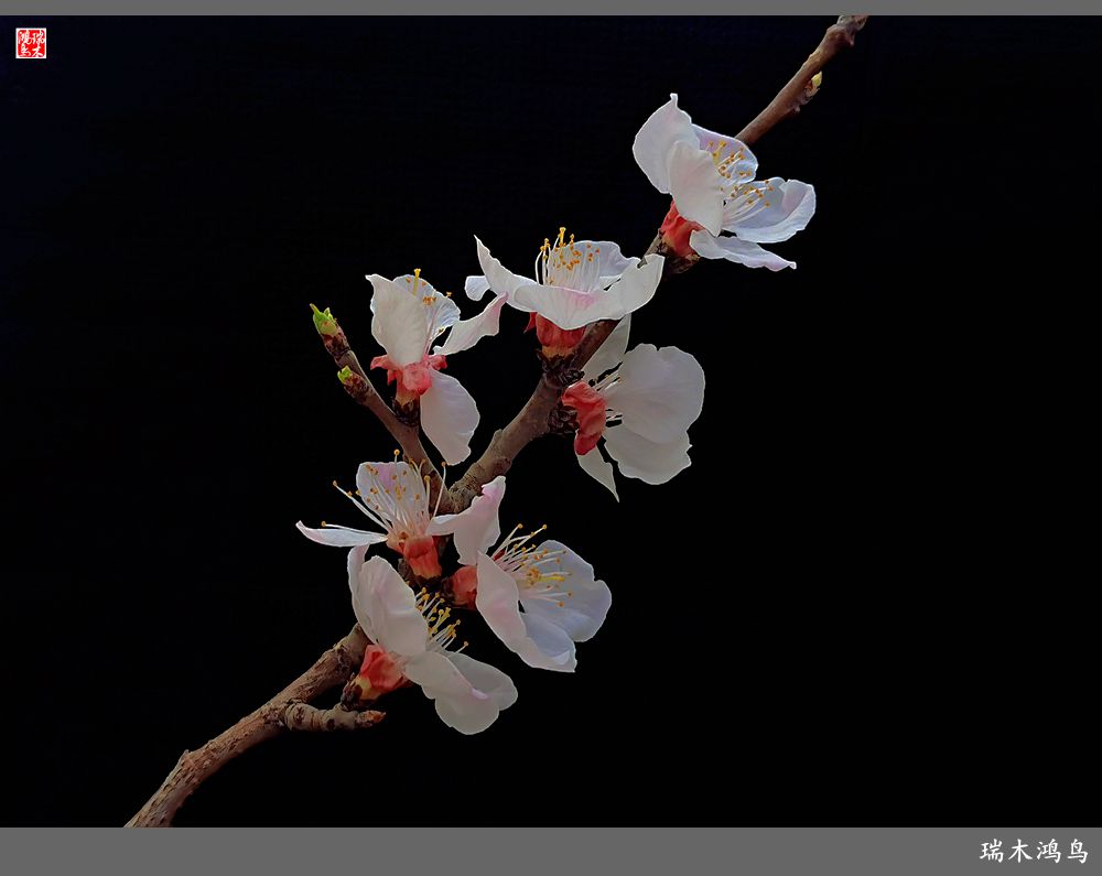 【2022之花季】13.妩媚的杏花拥抱春天的畅想