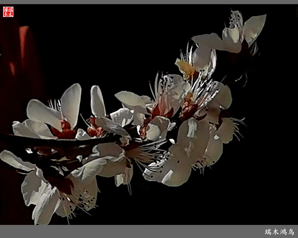 【2022之花季】13.妩媚的杏花拥抱春天的畅想