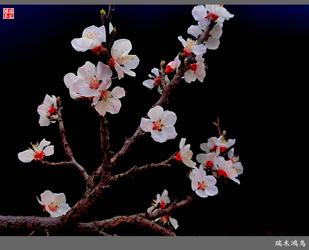 【2022之花季】13.妩媚的杏花拥抱春天的畅想