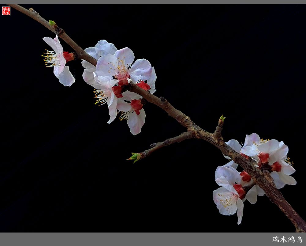 【2022之花季】13.妩媚的杏花拥抱春天的畅想