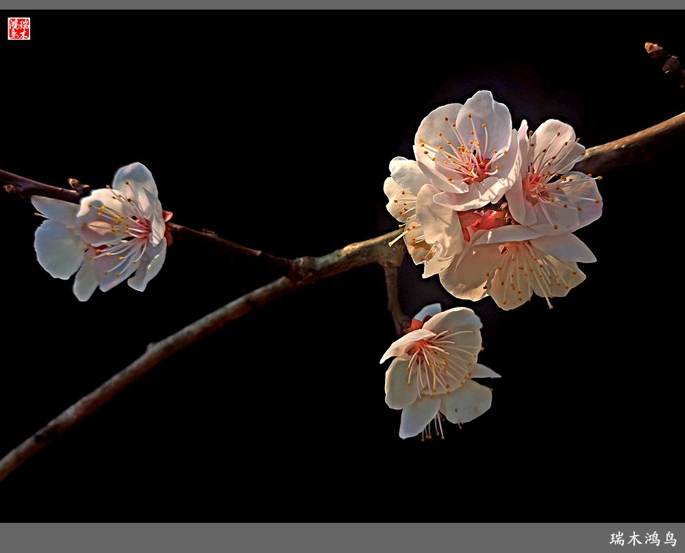 【2022之花季】13.妩媚的杏花拥抱春天的畅想