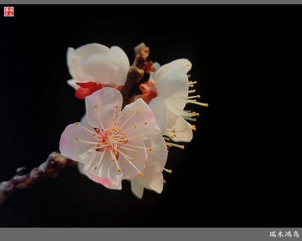 【2022之花季】13.妩媚的杏花拥抱春天的畅想