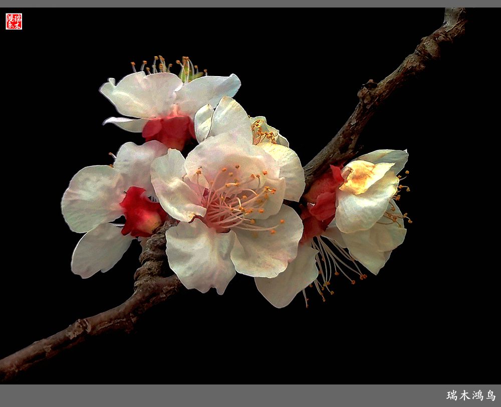 【2022之花季】13.妩媚的杏花拥抱春天的畅想