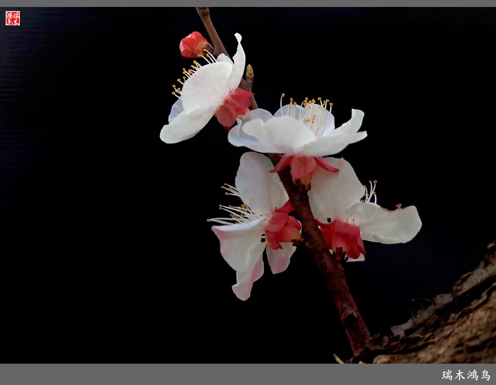 【2022之花季】13.妩媚的杏花拥抱春天的畅想