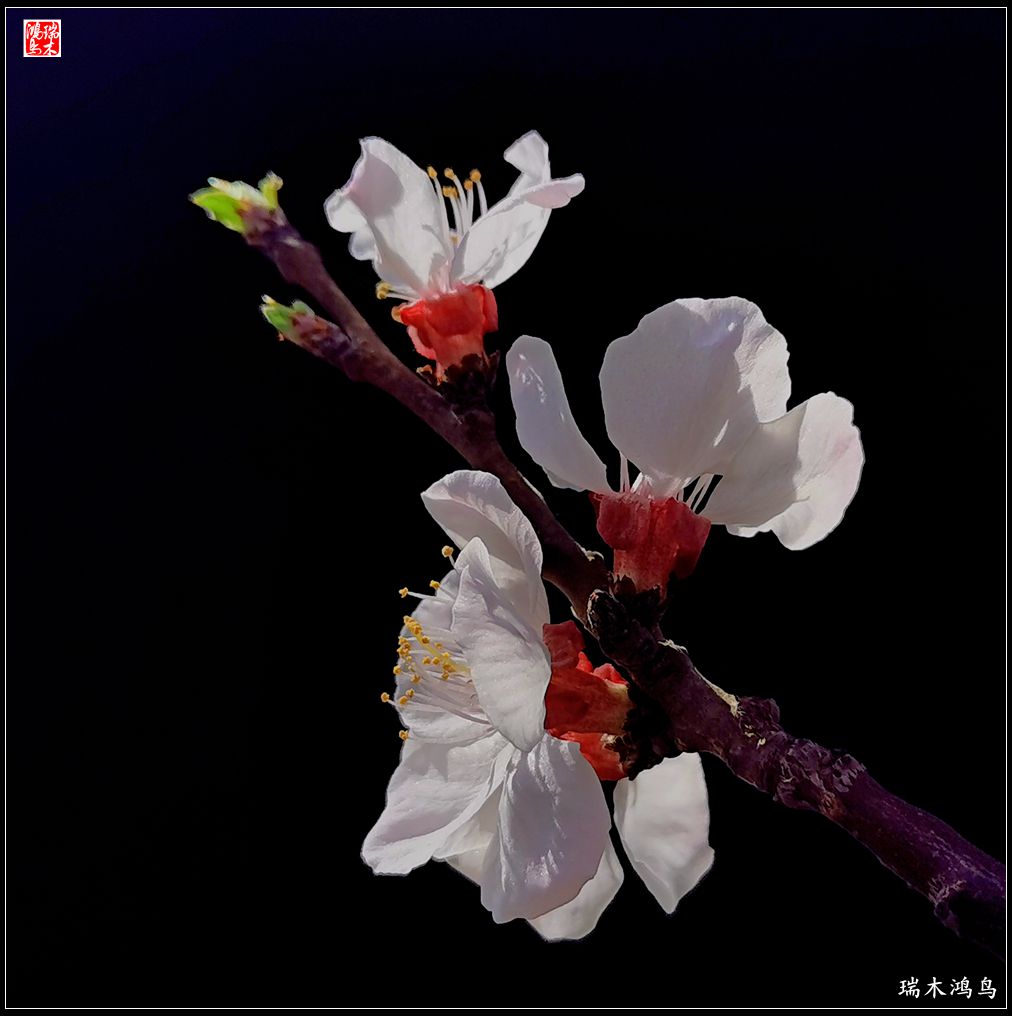 【2022之花季】13.妩媚的杏花拥抱春天的畅想