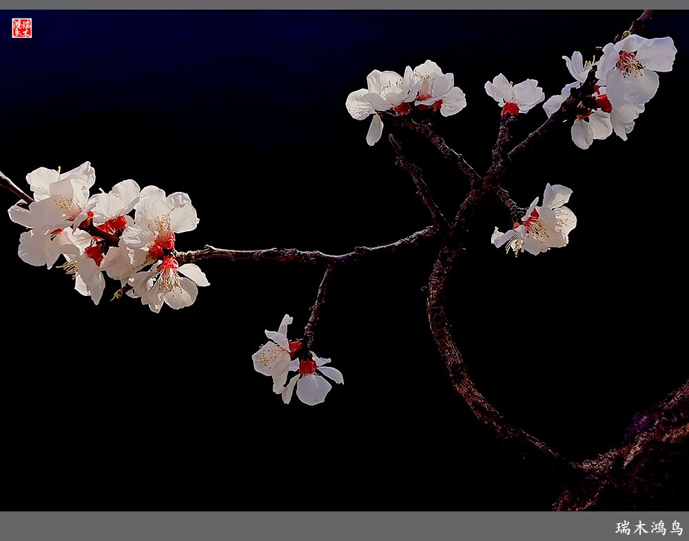 【2022之花季】13.妩媚的杏花拥抱春天的畅想