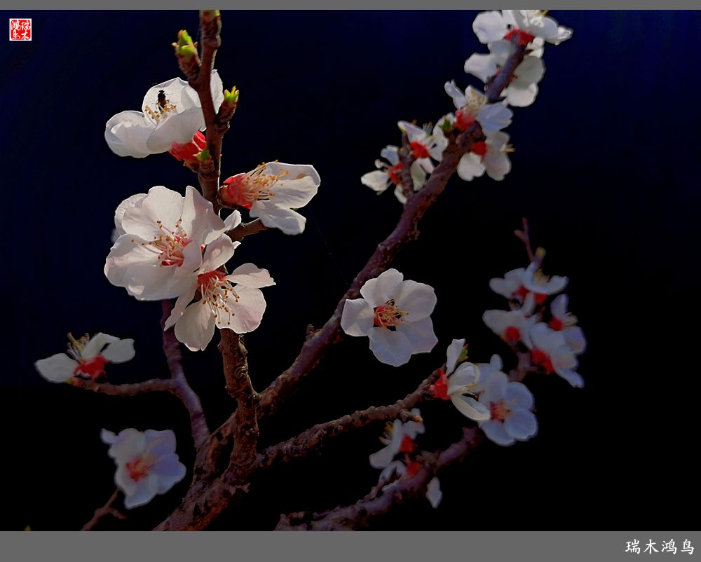 【2022之花季】13.妩媚的杏花拥抱春天的畅想