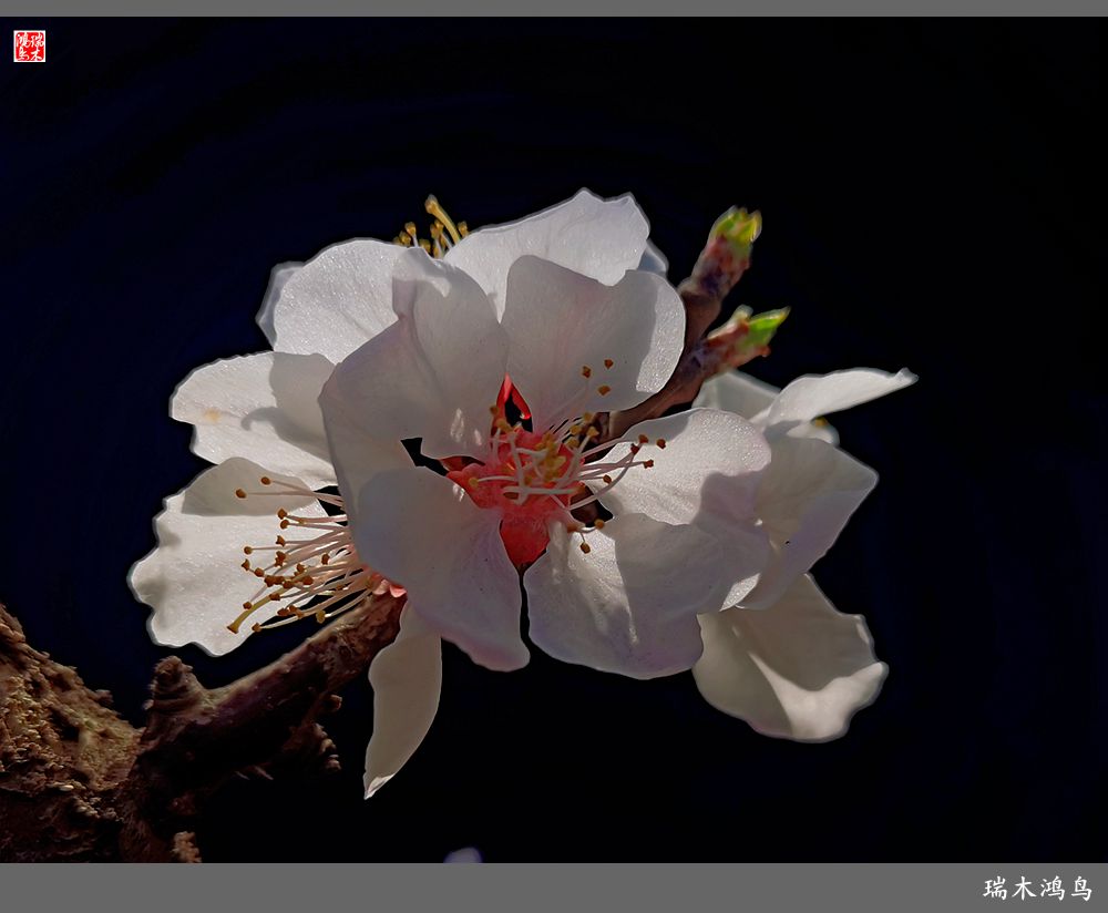 【2022之花季】13.妩媚的杏花拥抱春天的畅想