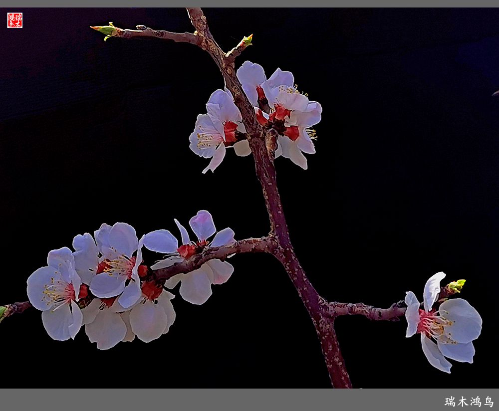 【2022之花季】13.妩媚的杏花拥抱春天的畅想