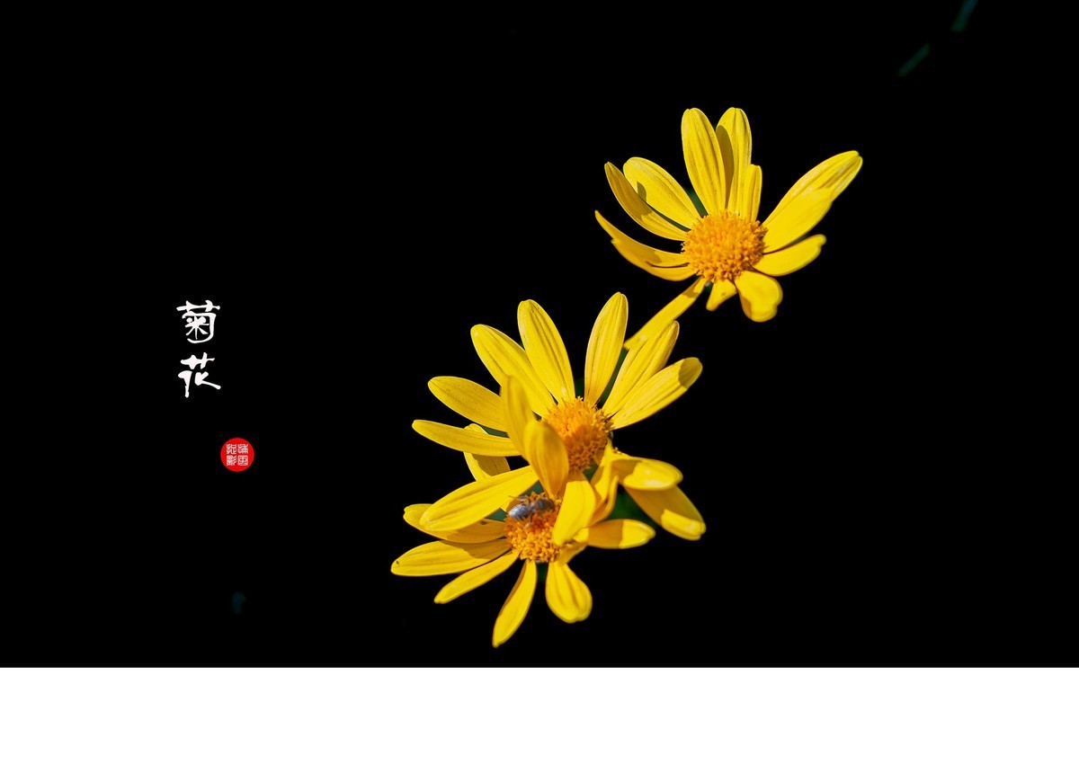 菊