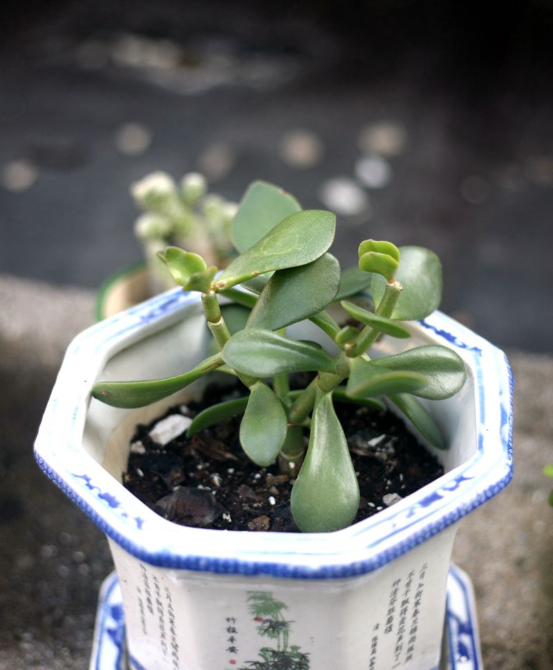 前几天收了一个5D，配了一个501.8，试拍了一下