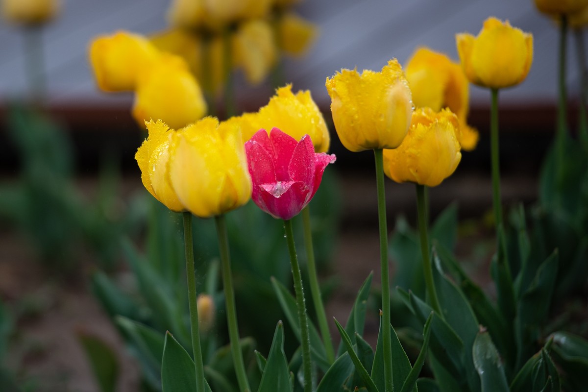 晶莹剔透，滋润娇艳的雨后郁金香