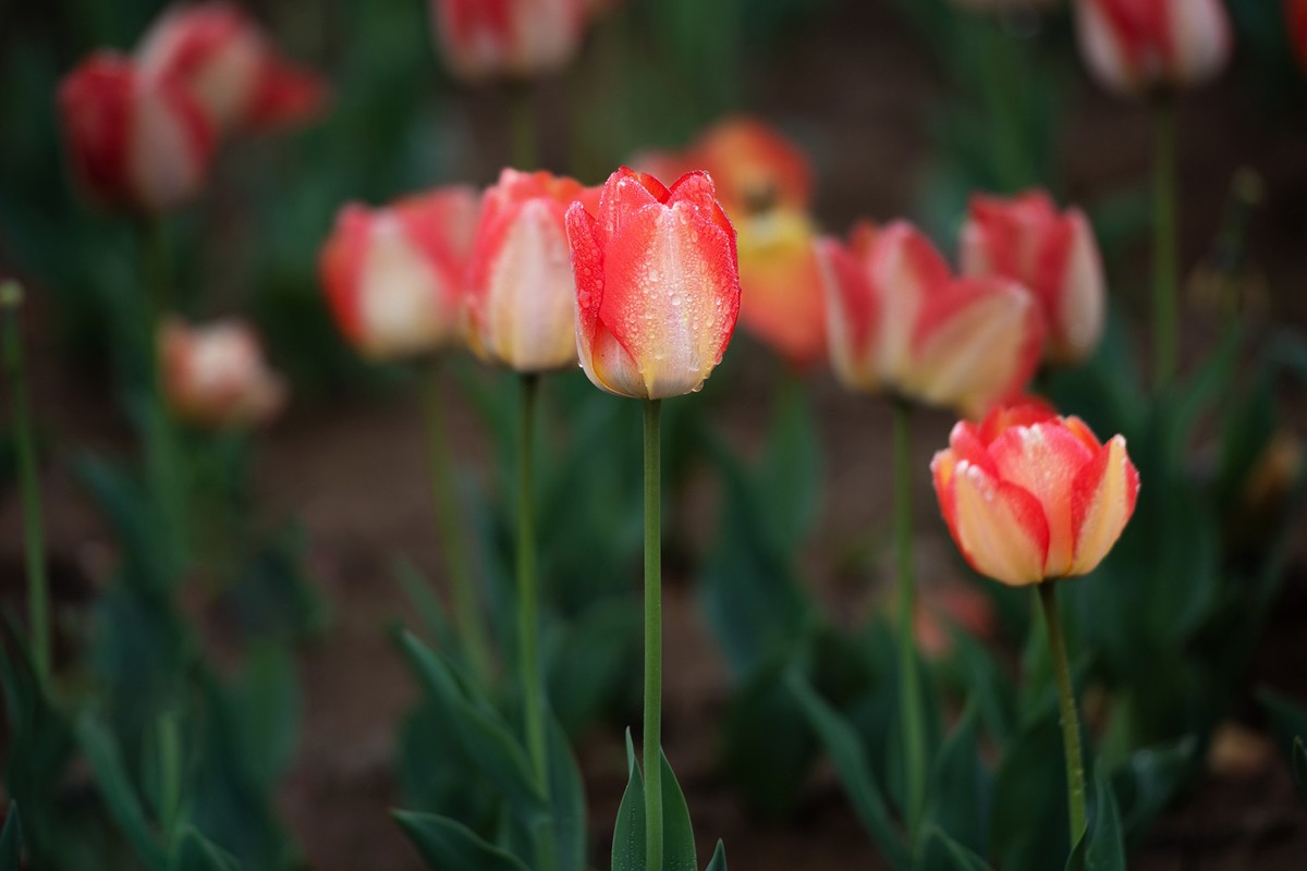 晶莹剔透，滋润娇艳的雨后郁金香