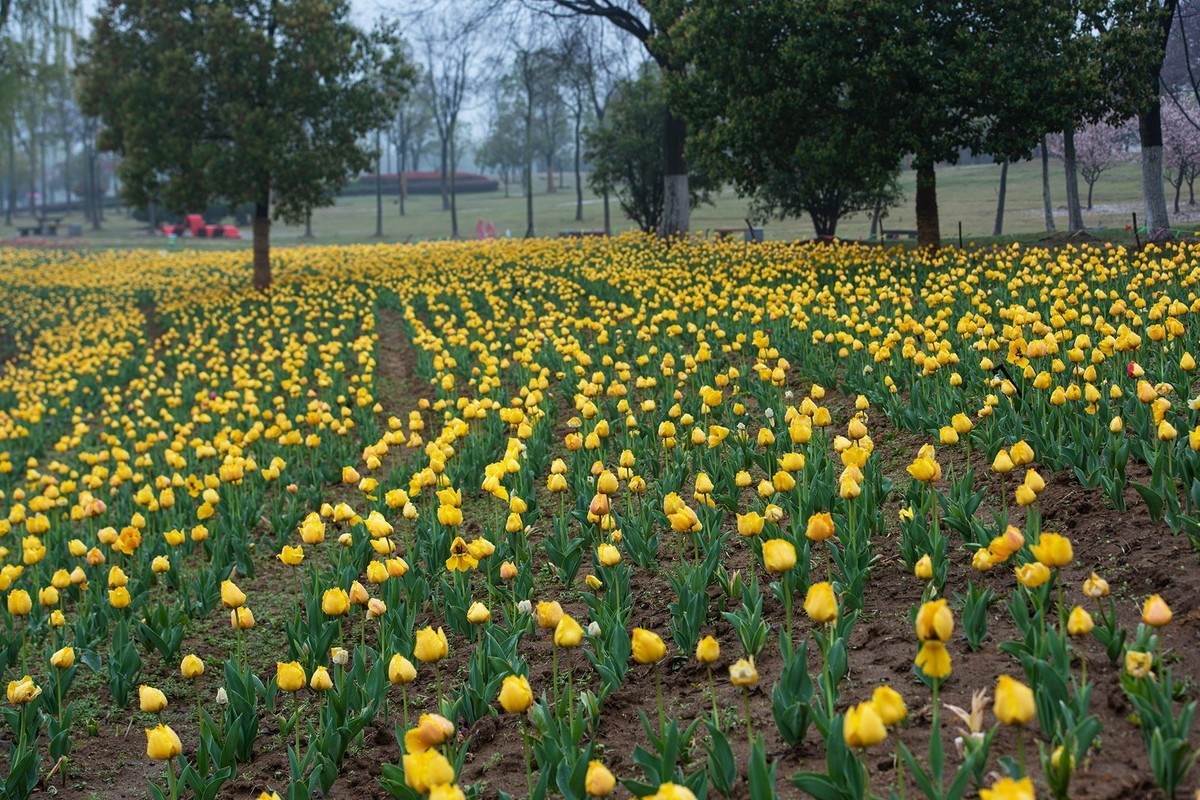 晶莹剔透，滋润娇艳的雨后郁金香