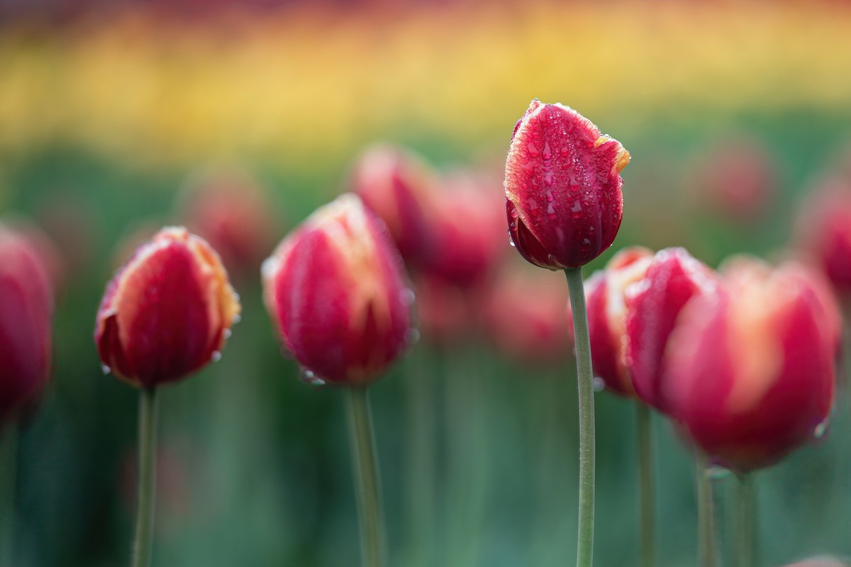晶莹剔透，滋润娇艳的雨后郁金香