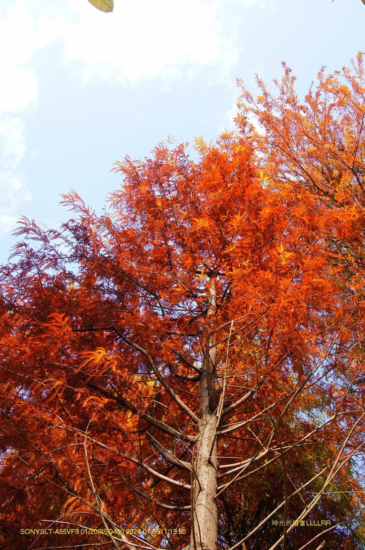 醉美落羽杉广州生物岛