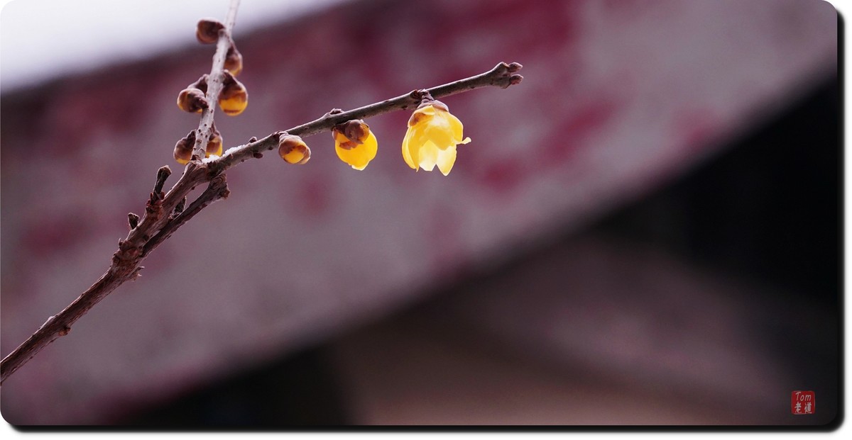 腊梅傲雪（18图）