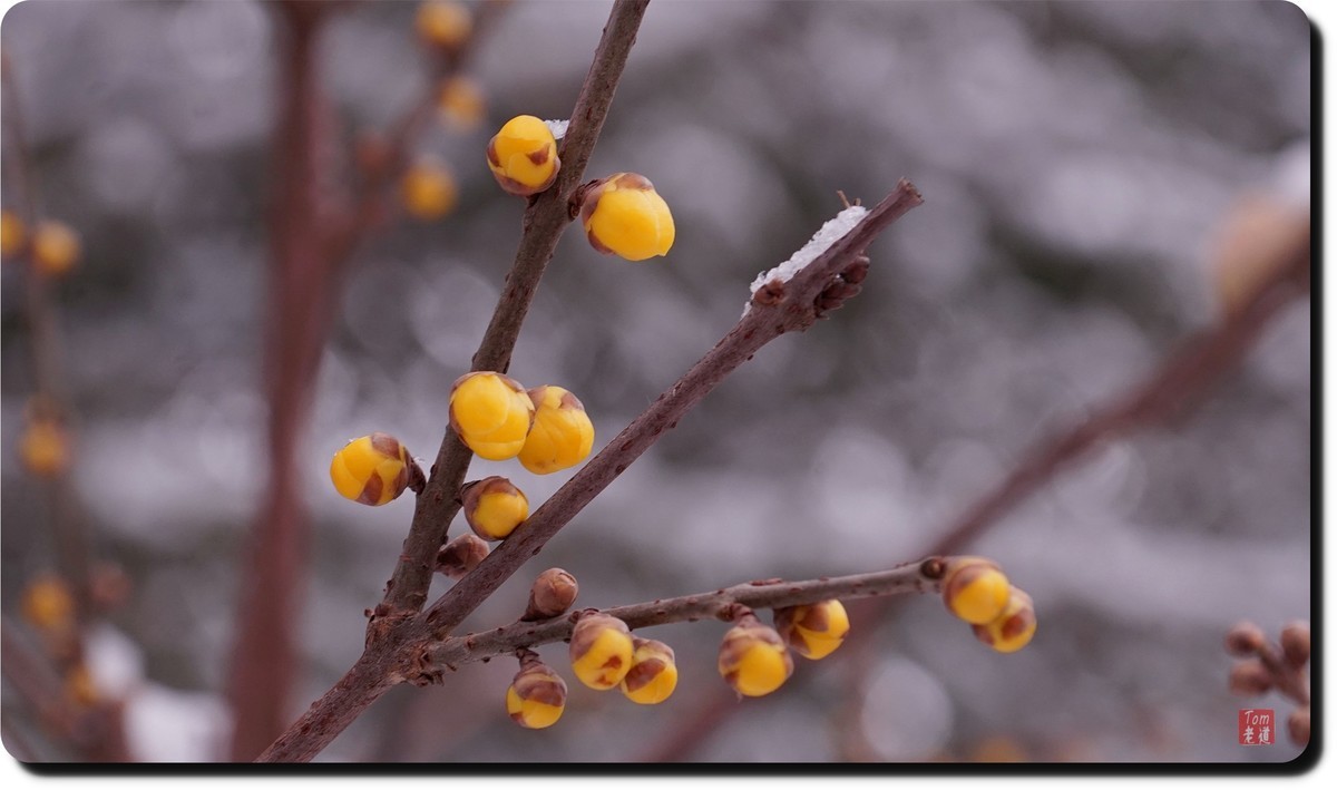 腊梅傲雪（18图）