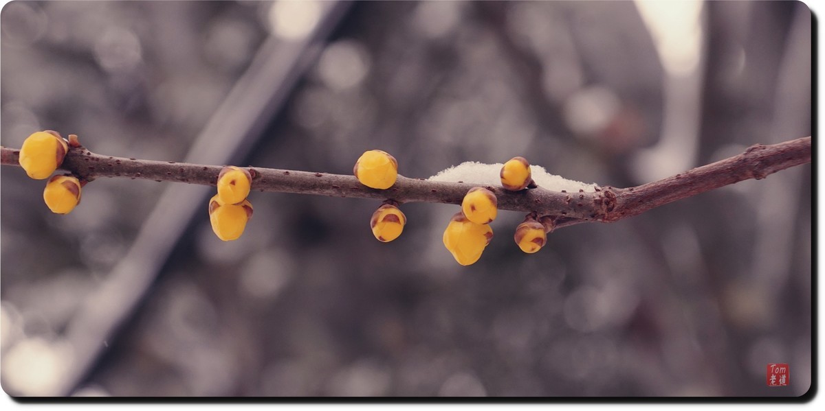 腊梅傲雪（18图）