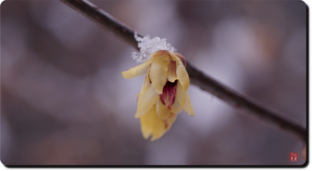 腊梅傲雪（18图）