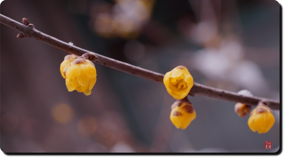 腊梅傲雪（18图）