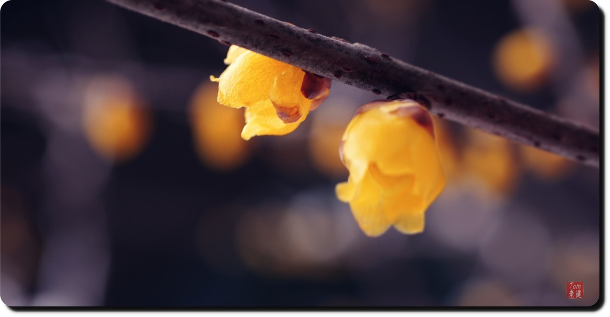 腊梅傲雪（18图）