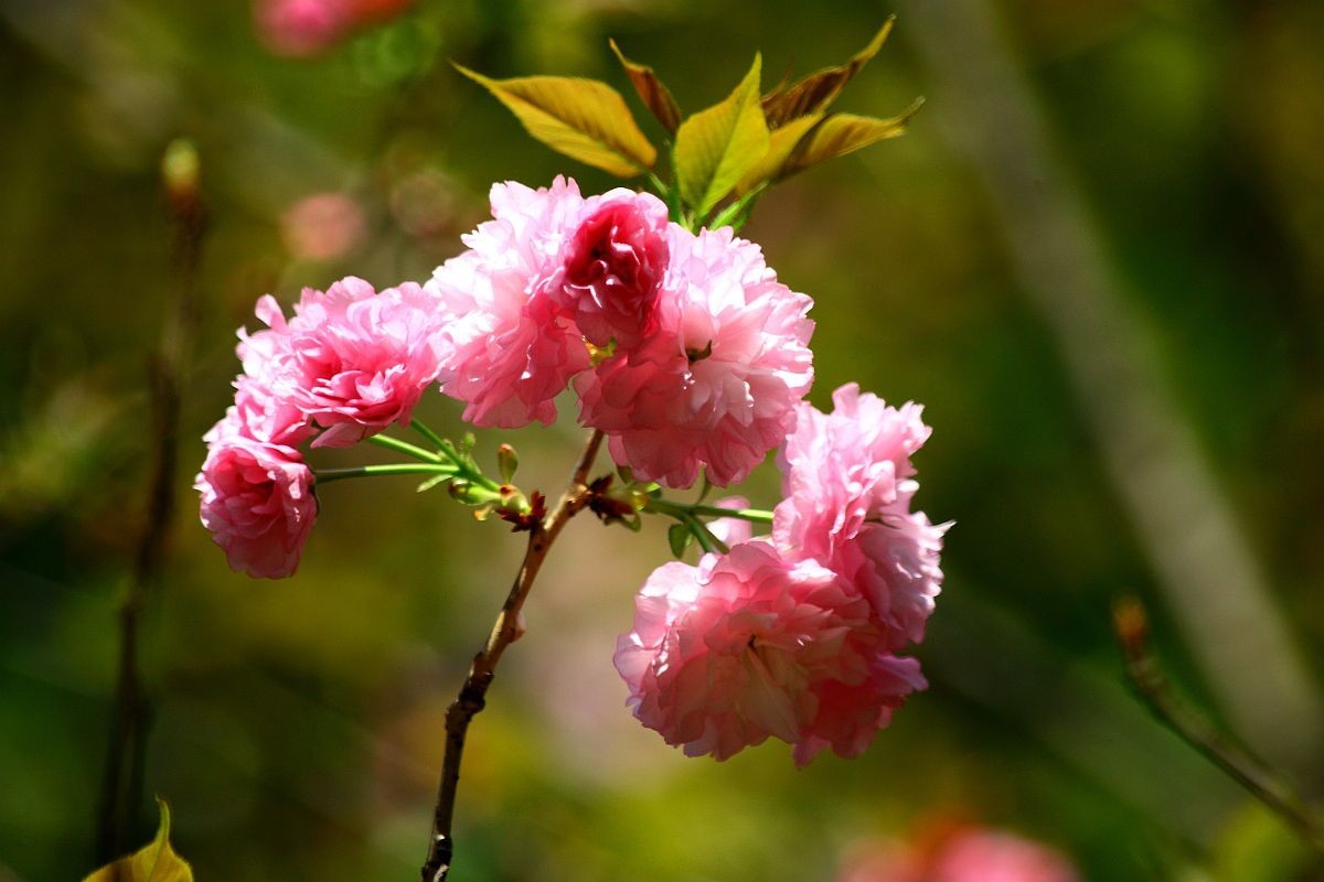 【高清图】花季（十三）-中关村在线摄影论坛