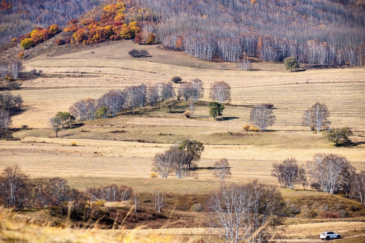 树树皆秋色，山山唯落晖。