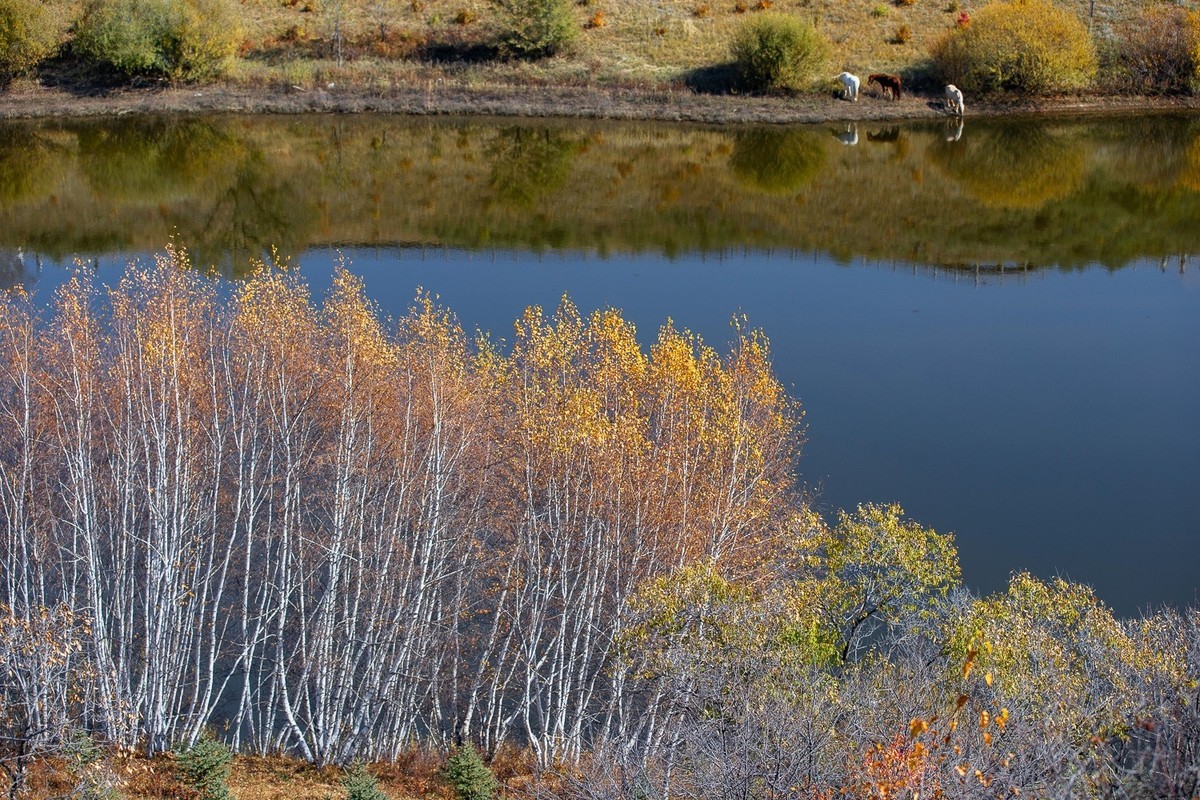 树树皆秋色，山山唯落晖。