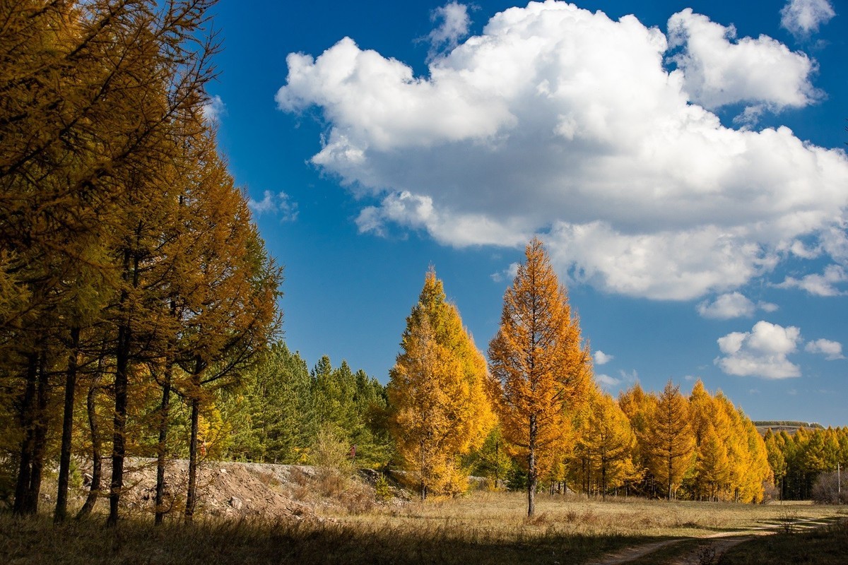 树树皆秋色，山山唯落晖。