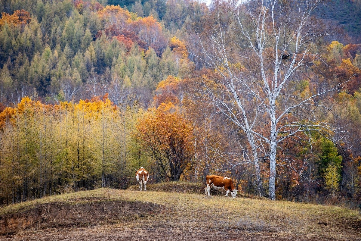 树树皆秋色，山山唯落晖。