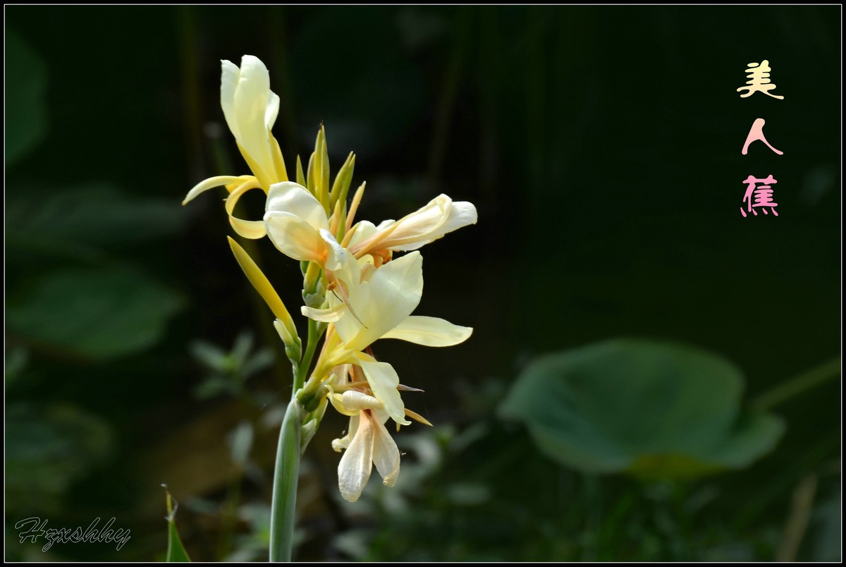 荷塘边的美人蕉（2024297）