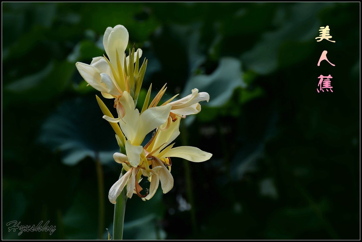 荷塘边的美人蕉（2024297）