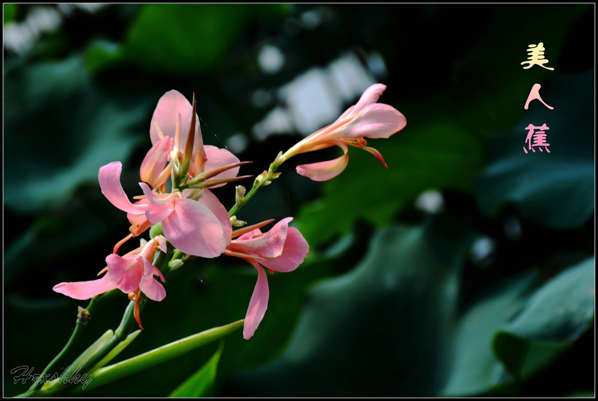 荷塘边的美人蕉（2024297）