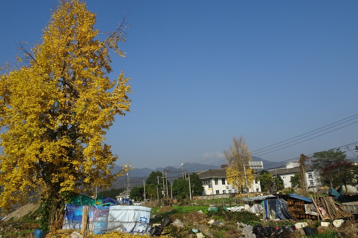 雪山下的山村田野