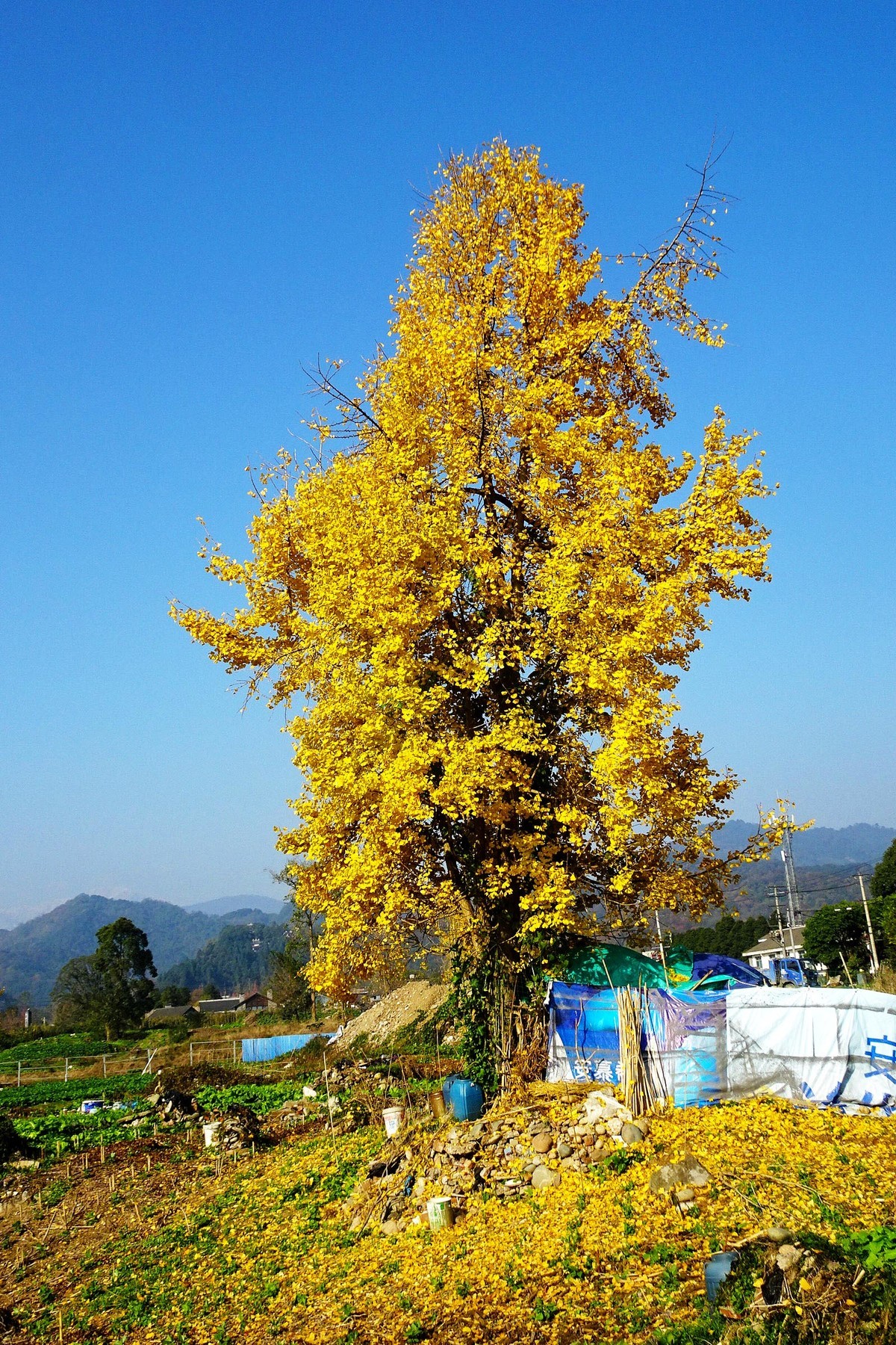 雪山下的山村田野