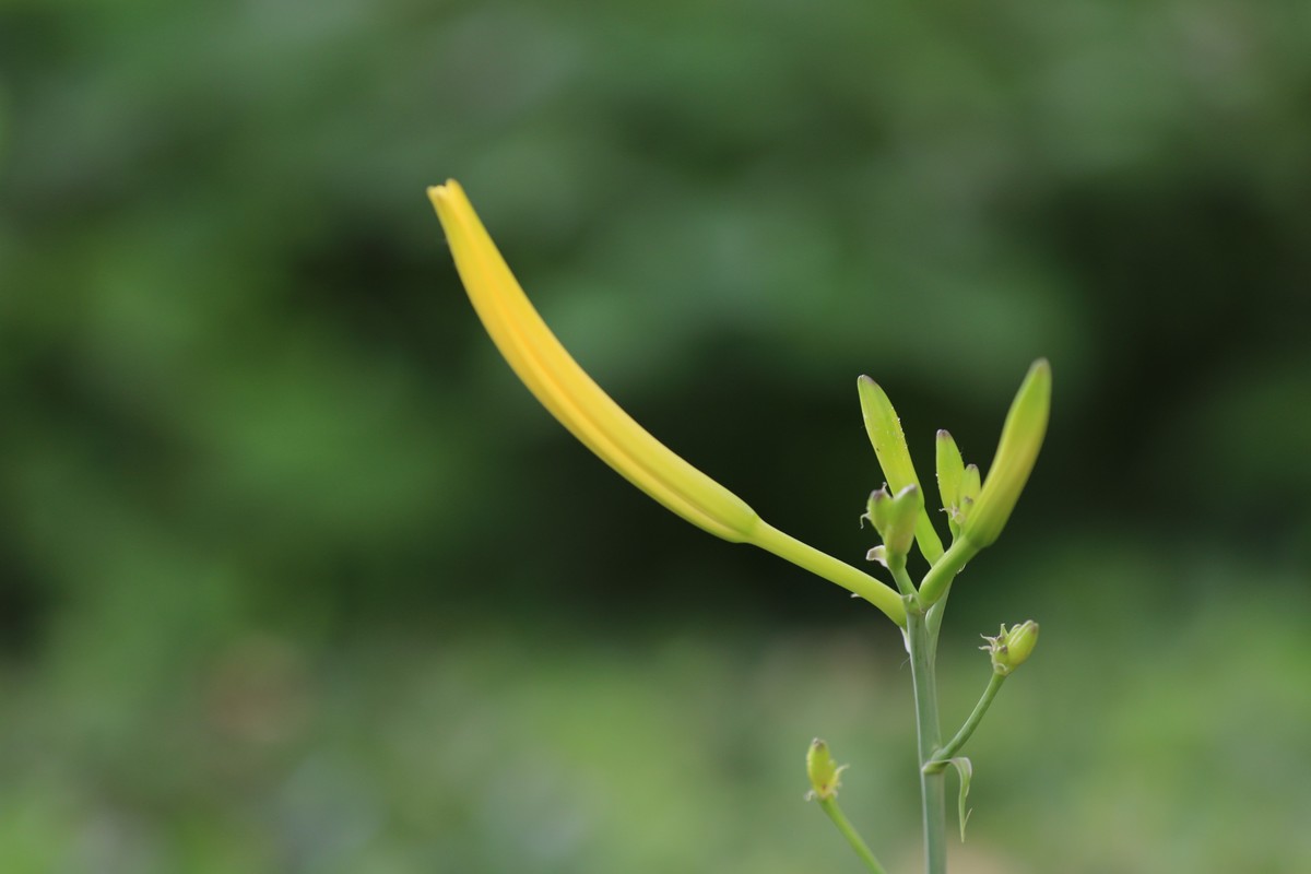 黄花菜
