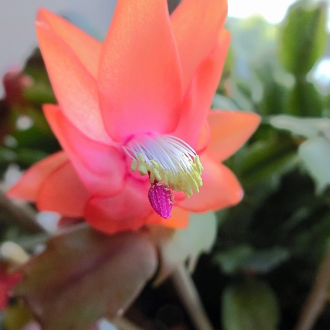 又到蟹爪兰开花时 ------ 5