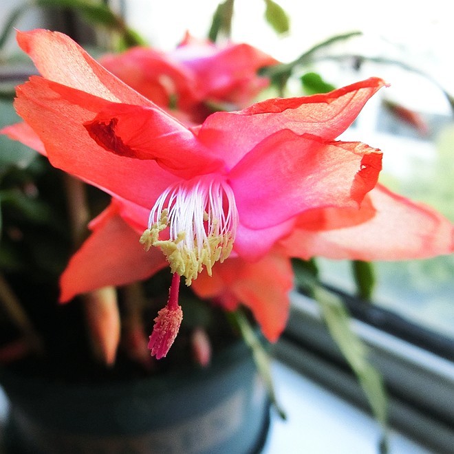 又到蟹爪兰开花时 ------ 5