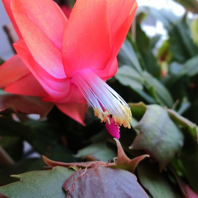 又到蟹爪兰开花时 ------ 5