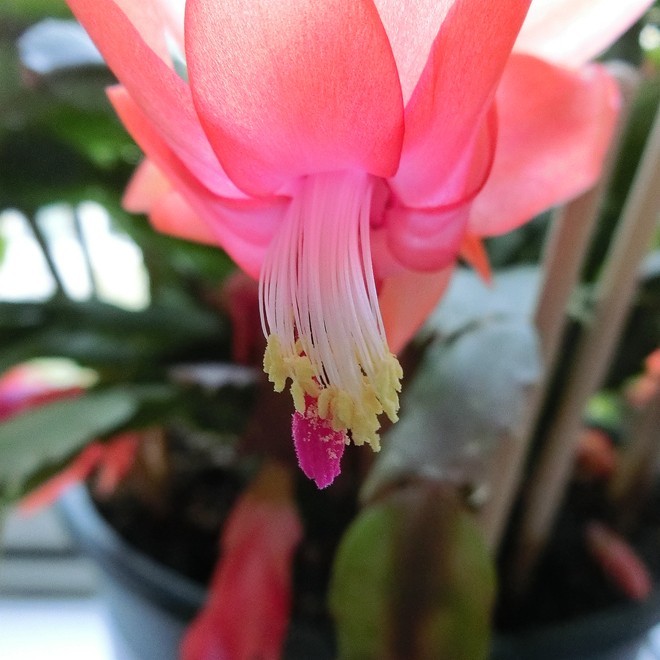 又到蟹爪兰开花时 ------ 5